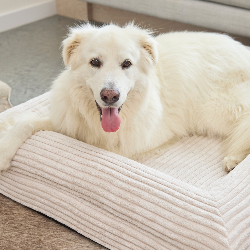Finally, a bed that works as hard as your dog does.