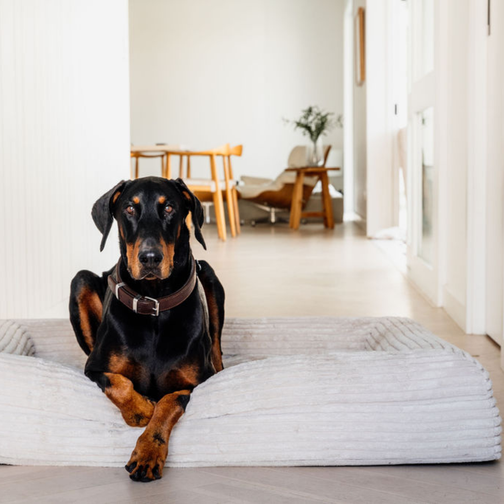 Finally, a bed that works as hard as your dog does.
