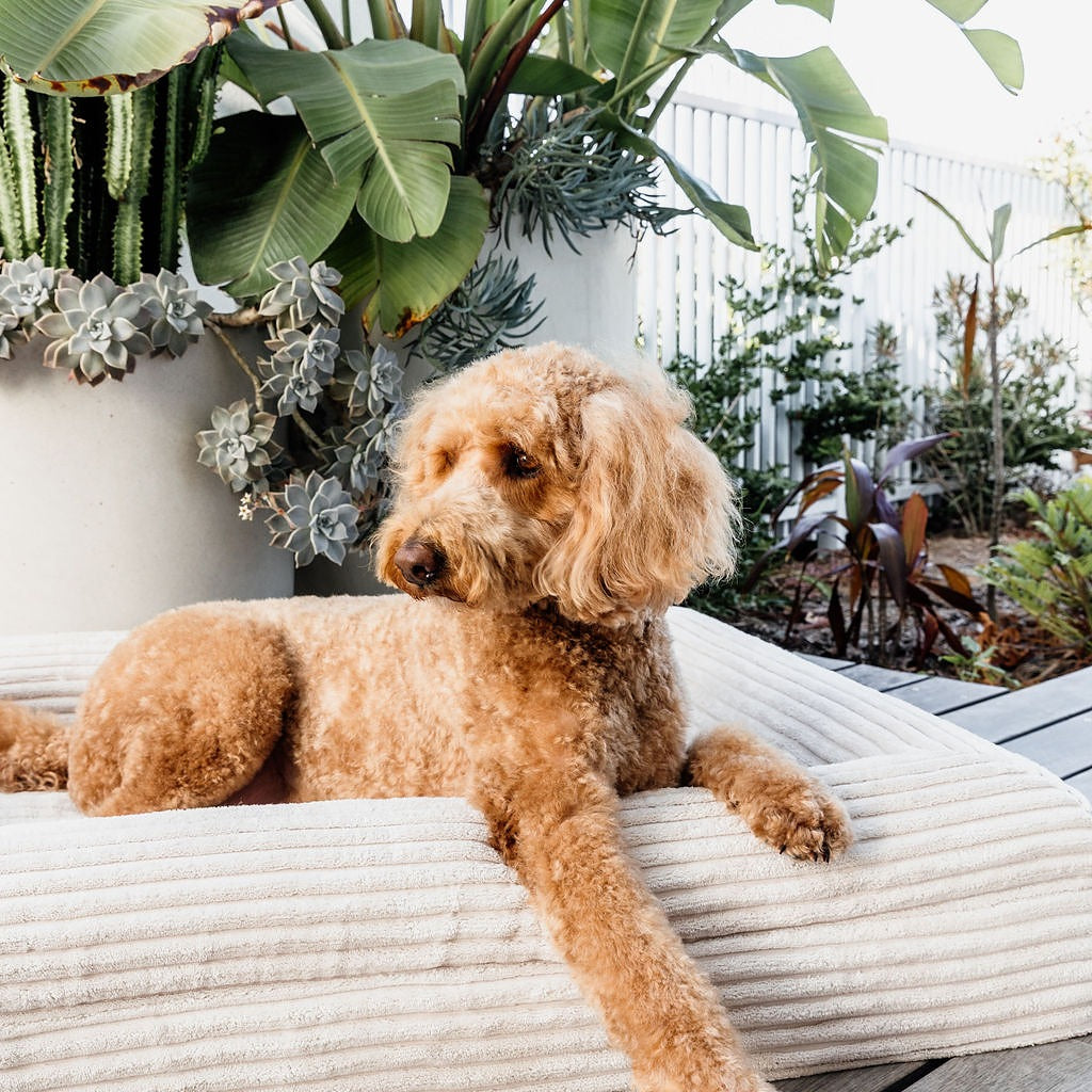 Luxury Orthopedic Dog Bed