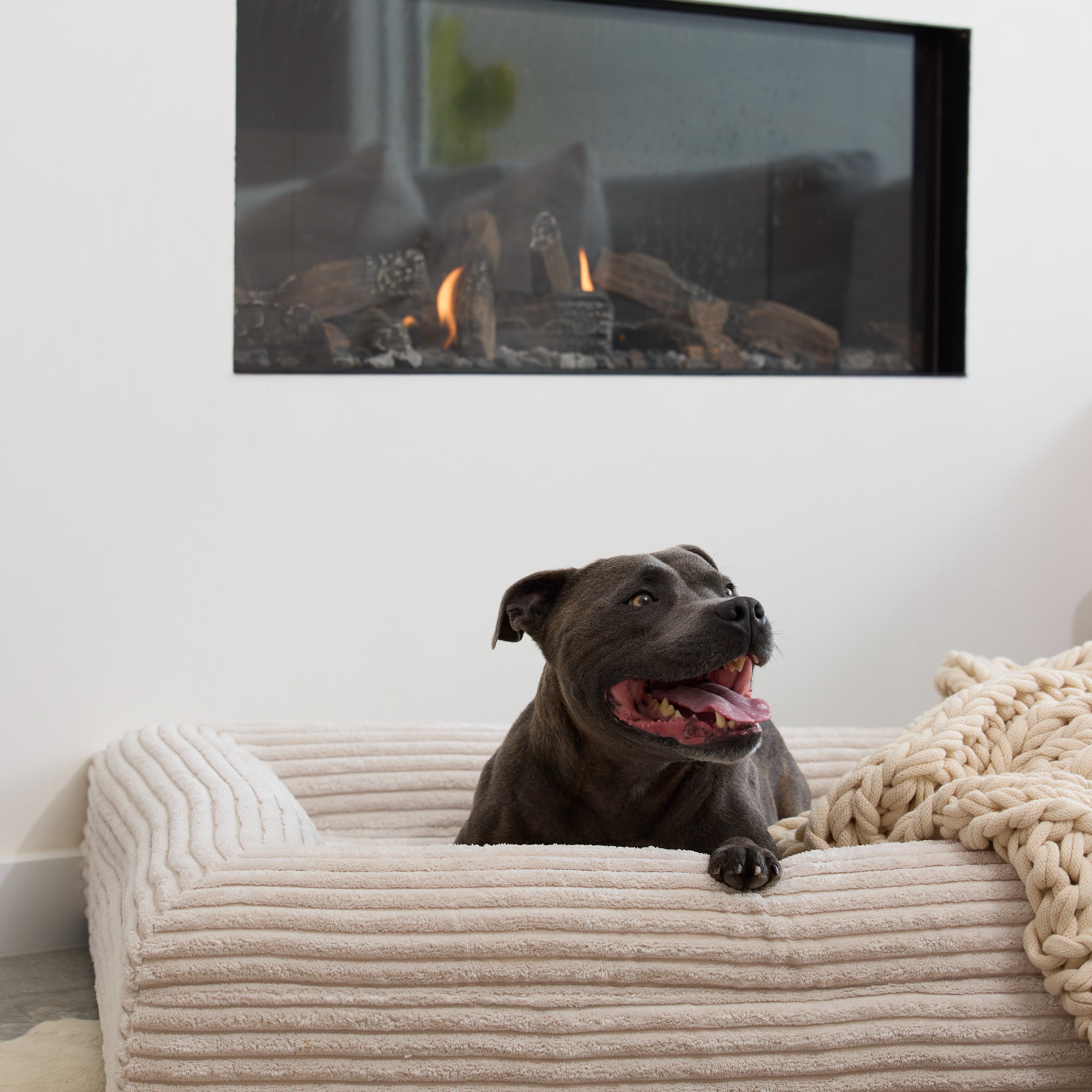 Luxury Orthopedic Dog Bed