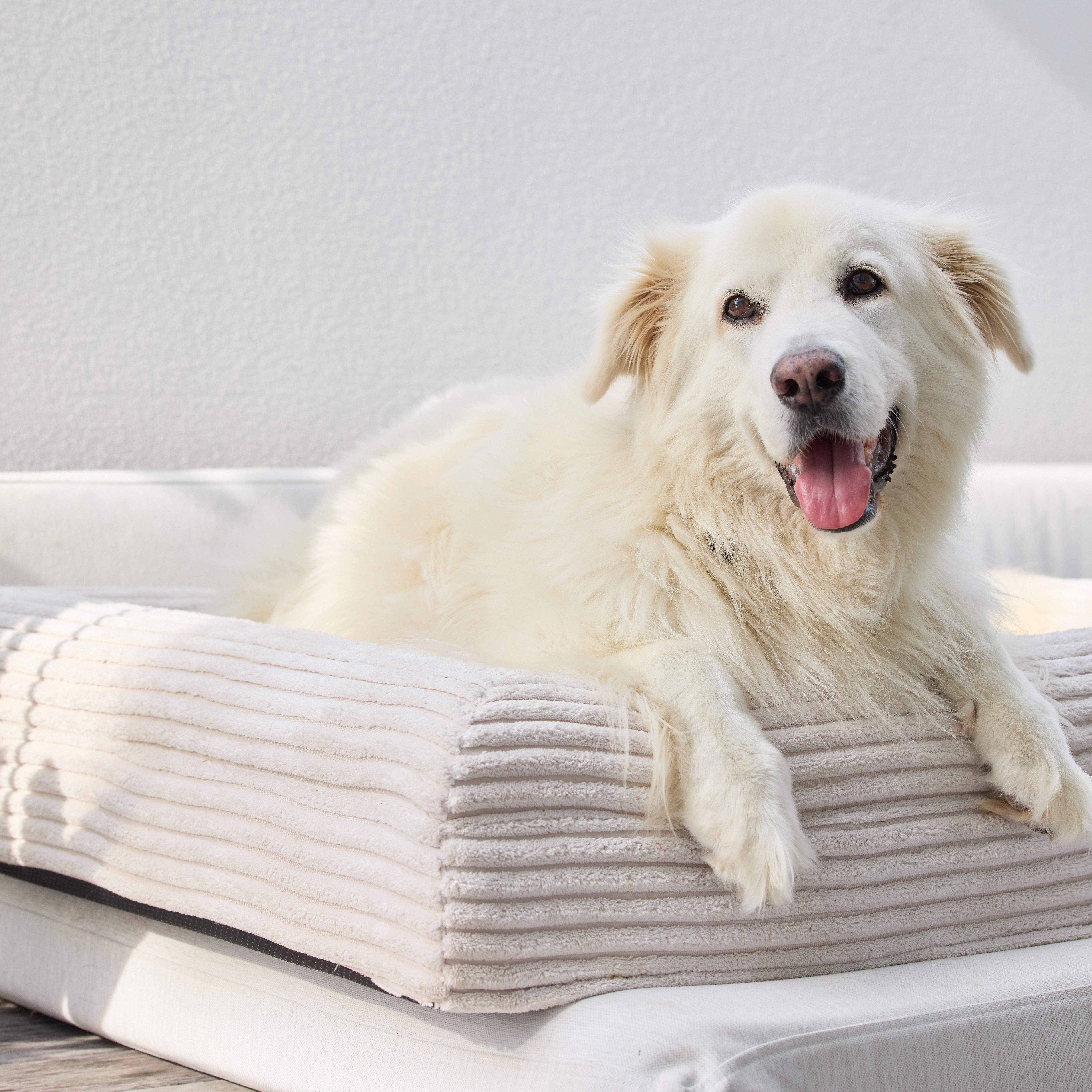 Luxury Orthopedic Dog Bed