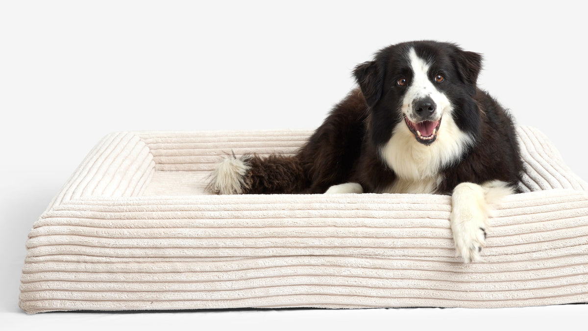 Luxury Orthopedic Dog Bed
