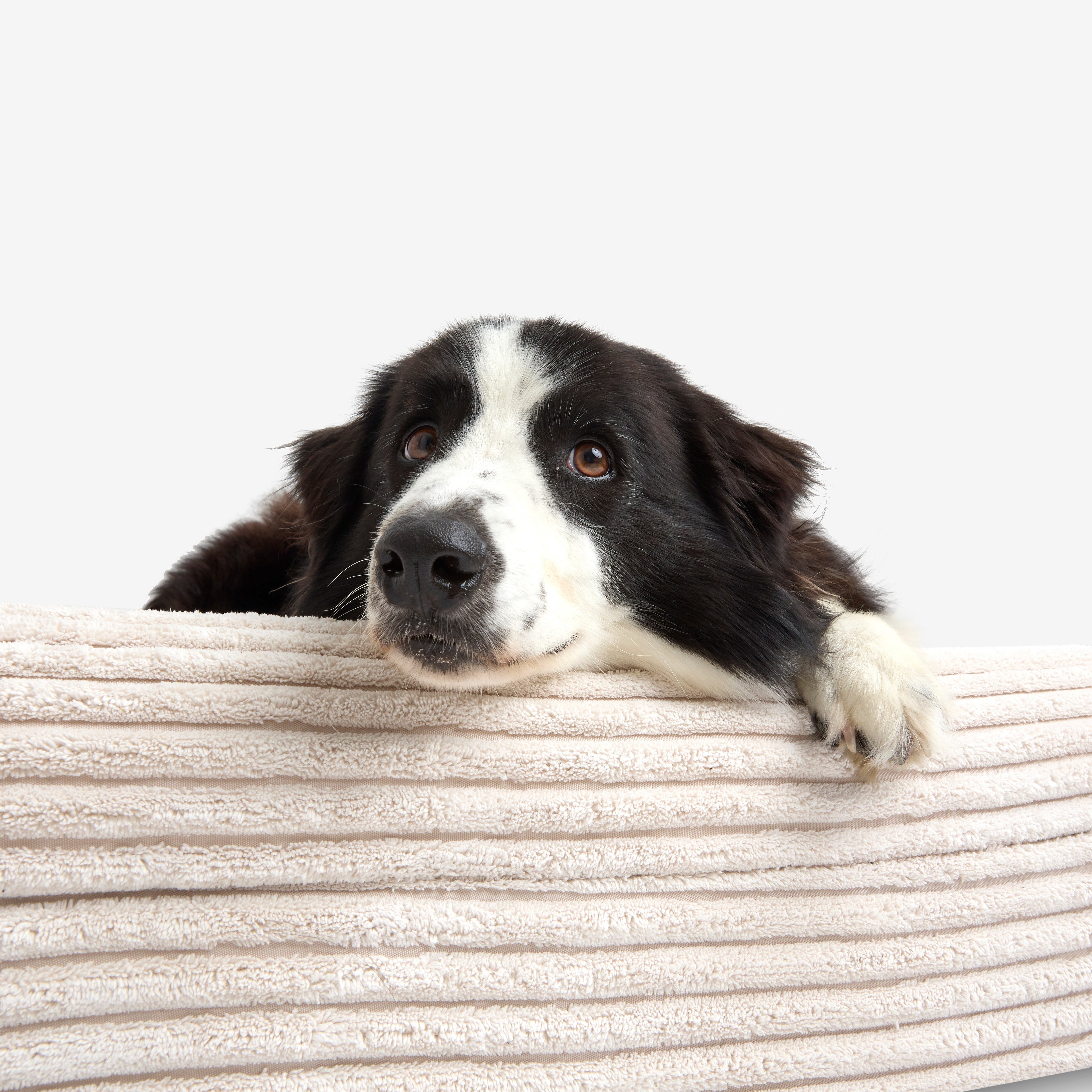 Luxury Orthopedic Dog Bed
